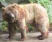 Giostra dell Orso in Pistoia - Toskana