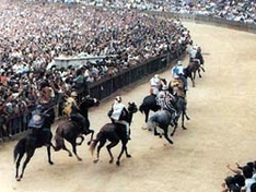 Palio, Siena