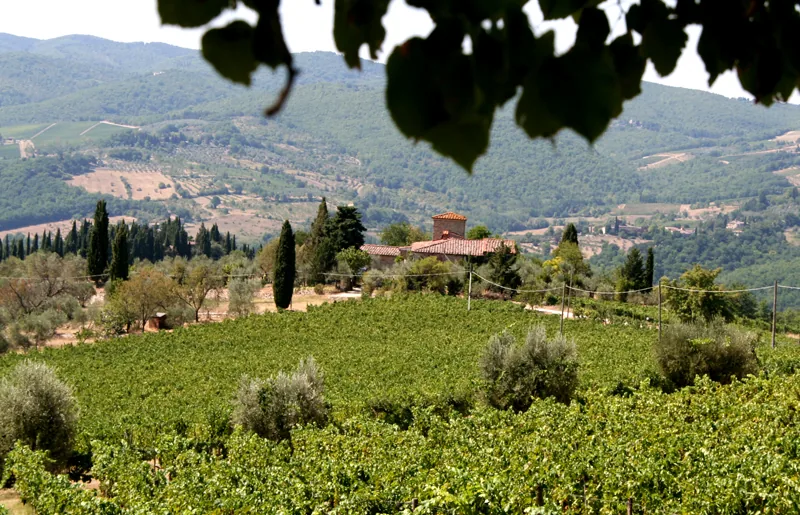 Weinberge und Hügel im Chianti